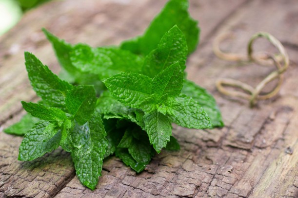 Fresh mint on a wooden table. The rustic style. Selective focus